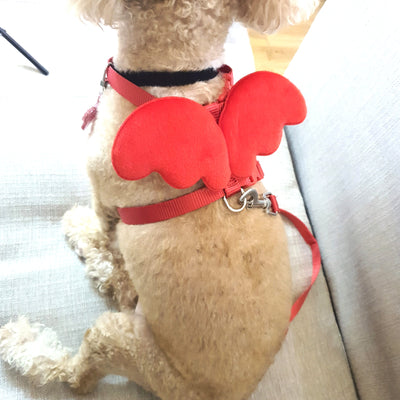 Red Angel Wings Pet Harness with leash and Resin Tag